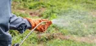 Application of herbicides Lazurit, Titus and Herbitox from weeds on potatoes