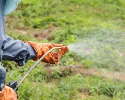 Application of herbicides Lazurit, Titus and Herbitox from weeds on potatoes