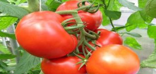 Description de la variété de tomate Kupchikha, ses avantages et sa culture