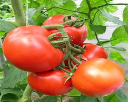 Description de la variété de tomate Kupchikha, ses avantages et sa culture