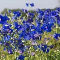 Plantar, cultivar y cuidar un delfinio perenne en campo abierto.