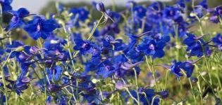 Plantar, cultivar y cuidar un delfinio perenne en campo abierto.