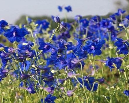 Piantare, crescere e prendersi cura di un delfinio perenne in campo aperto