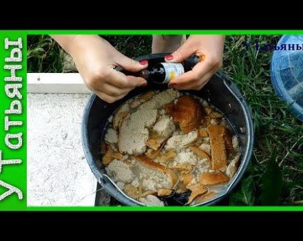 How to make and properly feed cucumbers with bread infusion