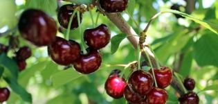 Description of the hybrid Miracle cherry and its pollinators, planting and care features