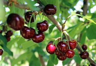 Descripción de la cereza Miracle híbrida y sus polinizadores, características de plantación y cuidado.