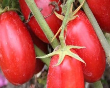 Description de la tomate Solokha et caractéristiques de la variété