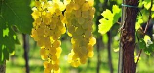 Description and characteristics of Chasselas grape varieties, planting and care rules