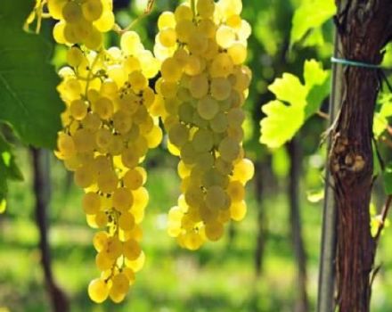 Descripción y características de las variedades de uva Chasselas, reglas de plantación y cuidado.