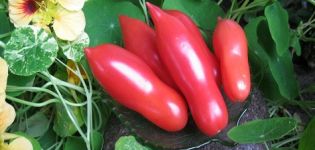 Characteristics and description of the Casanova tomato variety, its yield