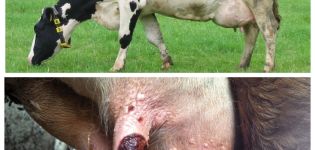 Symptoms and treatment of udder warts in a cow, prevention