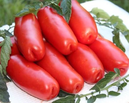 Penerangan mengenai pelbagai kayu bakar tomato yang rendah dan ciri-cirinya