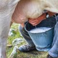 A tej összetétele és előnyei, mit és hány vitamint és tápanyagot tartalmaz