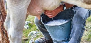 Pieno sudėtis ir nauda, ​​kokie ir kiek jame yra vitaminų ir maistinių medžiagų