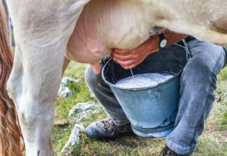 La composition et les avantages du lait, ce qu'il contient et combien de vitamines et de nutriments