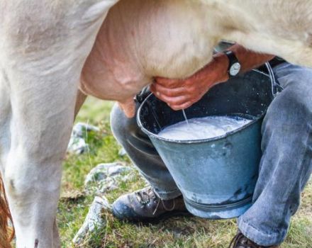 Sastav i prednosti mlijeka, što i koliko vitamina i hranjivih sastojaka sadrži