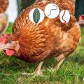 Symptômes des vers chez les poulets et traitement à domicile, méthodes de prévention