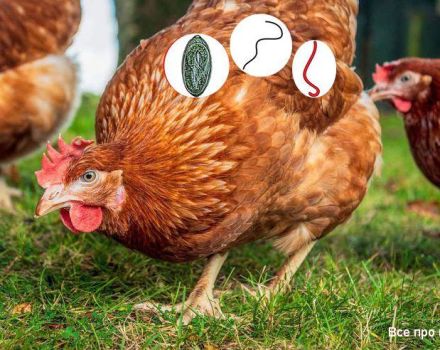 Symptoms of worms in chickens and treatment at home, prevention methods