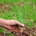 Wanneer moet u plantuien uit de tuin halen en hoe u deze thuis opbergt?