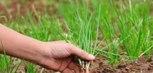 ¿Cuándo es necesario retirar los conjuntos de cebollas del jardín y cómo guardarlos en casa?