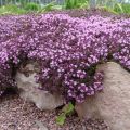 Tumbuh thyme (thyme) di ladang terbuka di wilayah Moscow