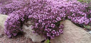 Growing thyme (thyme) in the open field in the Moscow region