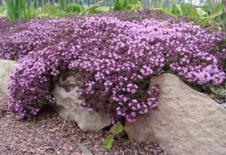 Thyme tumbuh (thyme) di ladang terbuka di wilayah Moscow