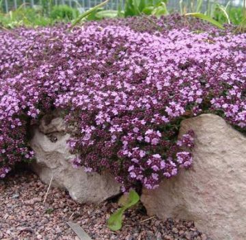 Tumbuh thyme (thyme) di ladang terbuka di wilayah Moscow