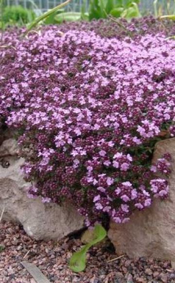 Growing thyme (thyme) in the open field in the Moscow region