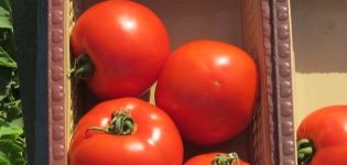 Description of the tomato variety Florida F1 and its characteristics