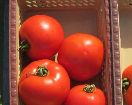 Description of the tomato variety Florida F1 and its characteristics