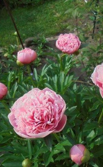 Ciri-ciri dan penerangan mengenai varietas, penanaman dan penjagaan peony Salmon Etched