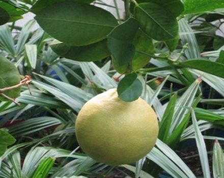 Description du citron Panderoza et des soins à domicile