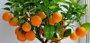 How to grow and care for tangerines at home