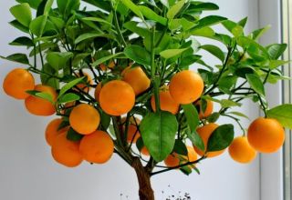 How to grow and care for tangerines at home