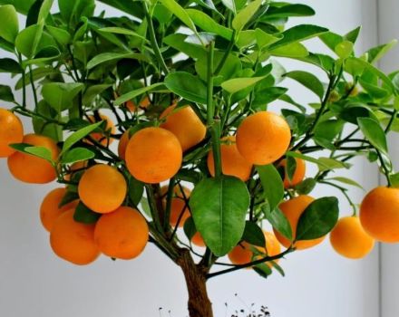 How to grow and care for tangerines at home