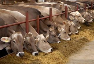 Dans quelle région de la Russie se développe la production de viande et de produits laitiers et les 10 premières races?