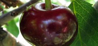 Description and characteristics of the Melitopol dessert cherry variety, planting and care