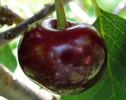 Description et caractéristiques de la variété de cerises de dessert Melitopol, plantation et entretien