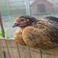 Description and features of keeping chickens of the Super Harko breed