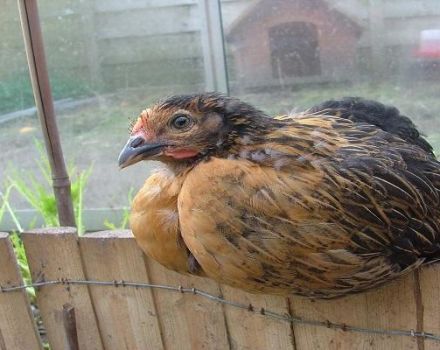 Mga paglalarawan at mga tampok ng pagpapanatiling manok ng lahi ng Super Harko