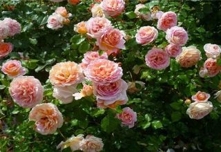 Characteristics and description of the rose variety Abraham Derby, cultivation and care