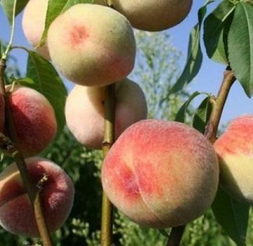 Descripción de las mejores variedades de melocotón para la región de Moscú, plantación y cuidado en campo abierto.