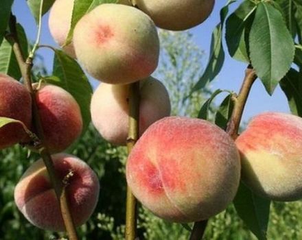 Descripción de las mejores variedades de melocotón para la región de Moscú, plantación y cuidado en campo abierto.