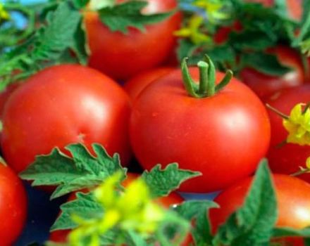 Caractéristiques de la variété de tomate Polonaise et sa description