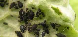 How to deal with aphids on beets with folk remedies