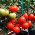 What does semi-determinant tomatoes mean, varieties for greenhouses and greenhouses