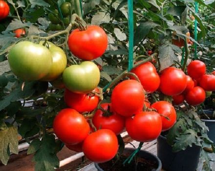 Apa maksud tomato separa penentu, varieti untuk rumah hijau dan rumah hijau