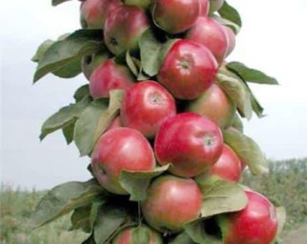 Description et caractéristiques de la pomme en colonne Monnaie, culture en région, plantation et entretien