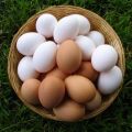 Why chicken eggs are white and brown, what determines the color